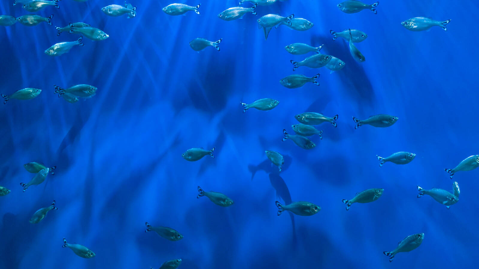 seaquarium-grau-du-roi